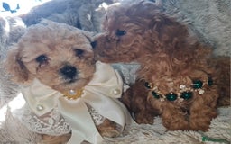 Toy Poodle dogs for sale: Tiny kc puppies,DNA&Genetic tested parents  - Image 11
