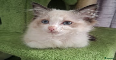 Ragdoll cats - Advert 2