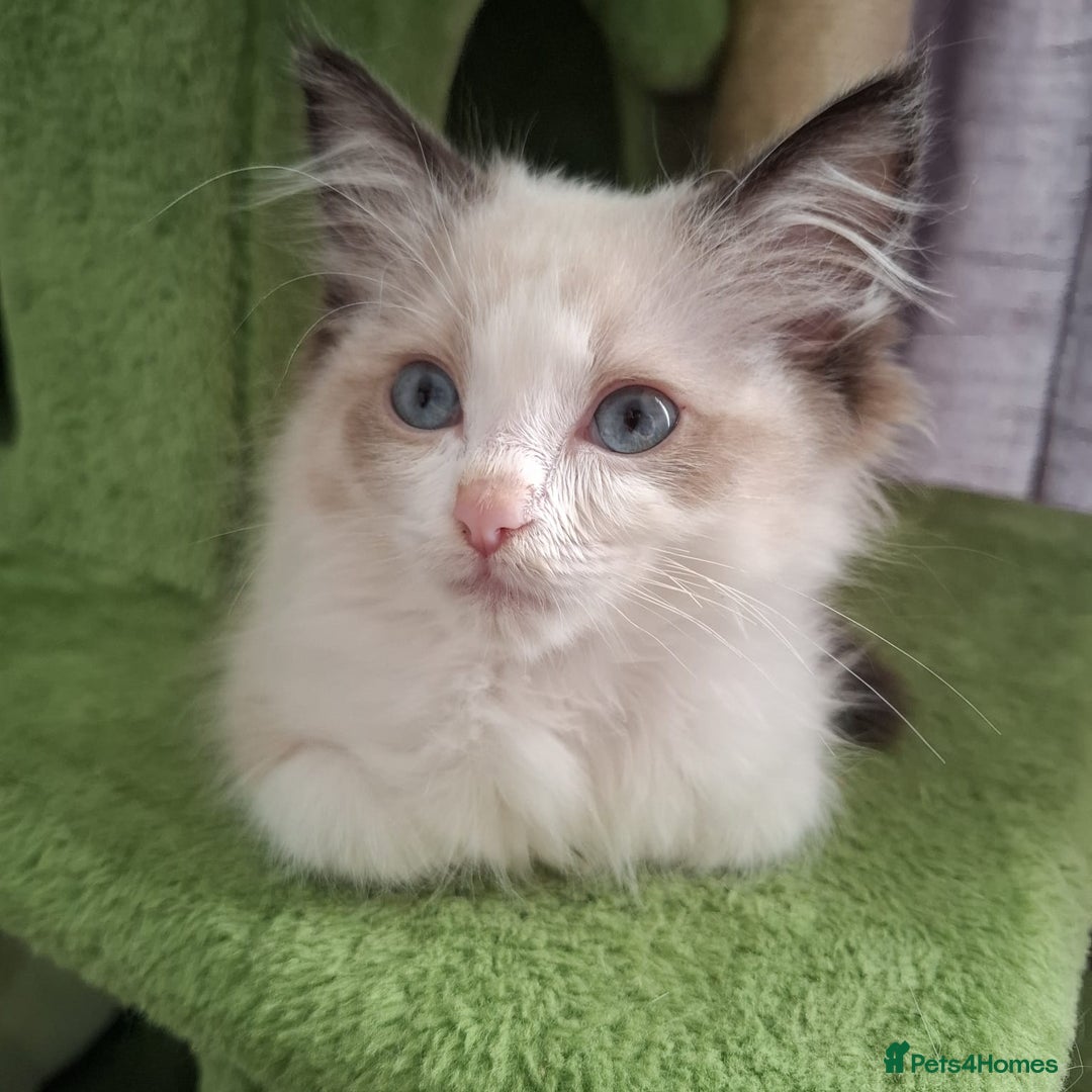 Ragdoll cats for sale: Beautiful female kitten of Ragdoll  - Advert 4