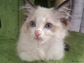 Ragdoll cats - Advert 33