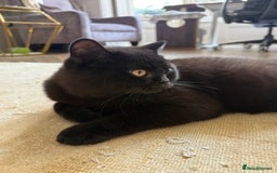British Shorthair cats for sale: Black chunky boy 🖤🐈‍⬛ - Image 7