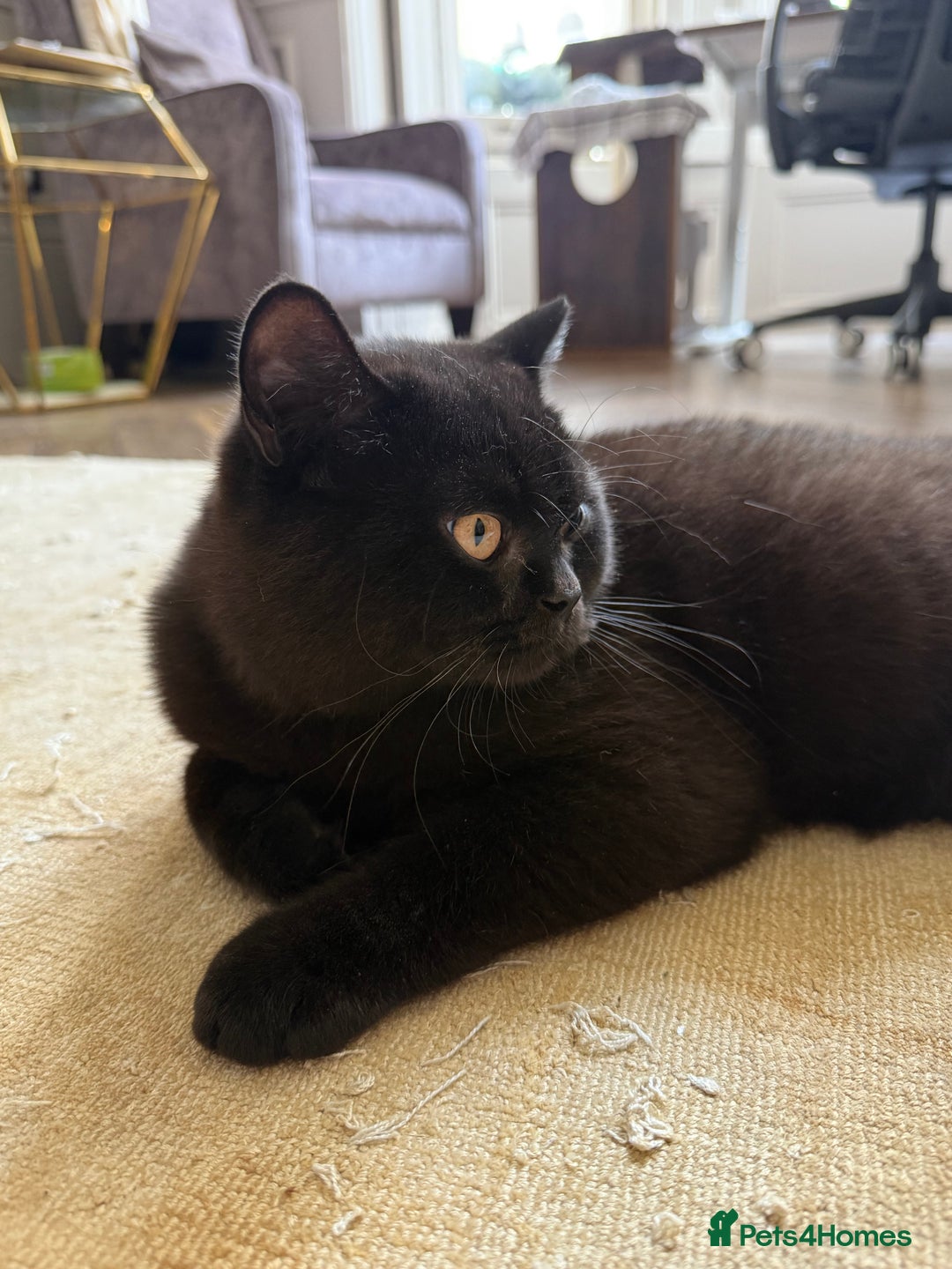 British Shorthair cats for sale: Black chunky boy 🖤🐈‍⬛ - Image 7