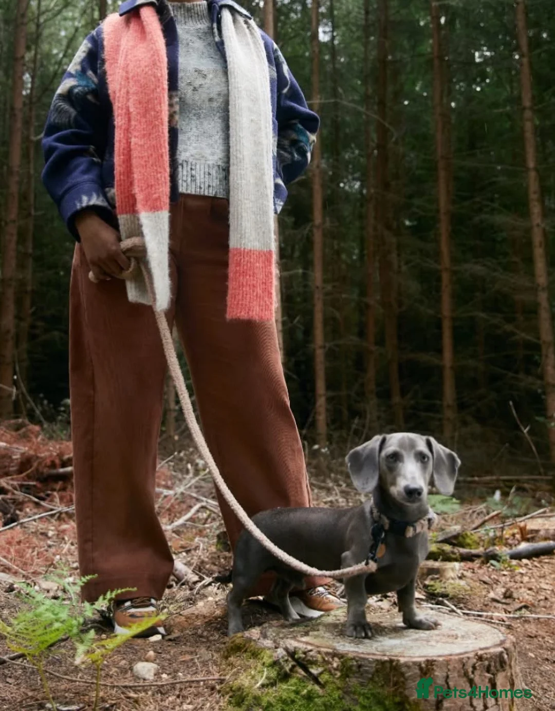Miniature Dachshund dogs for stud: Blue KC Registered Miniature Daschund STUD in London - Advert 2
