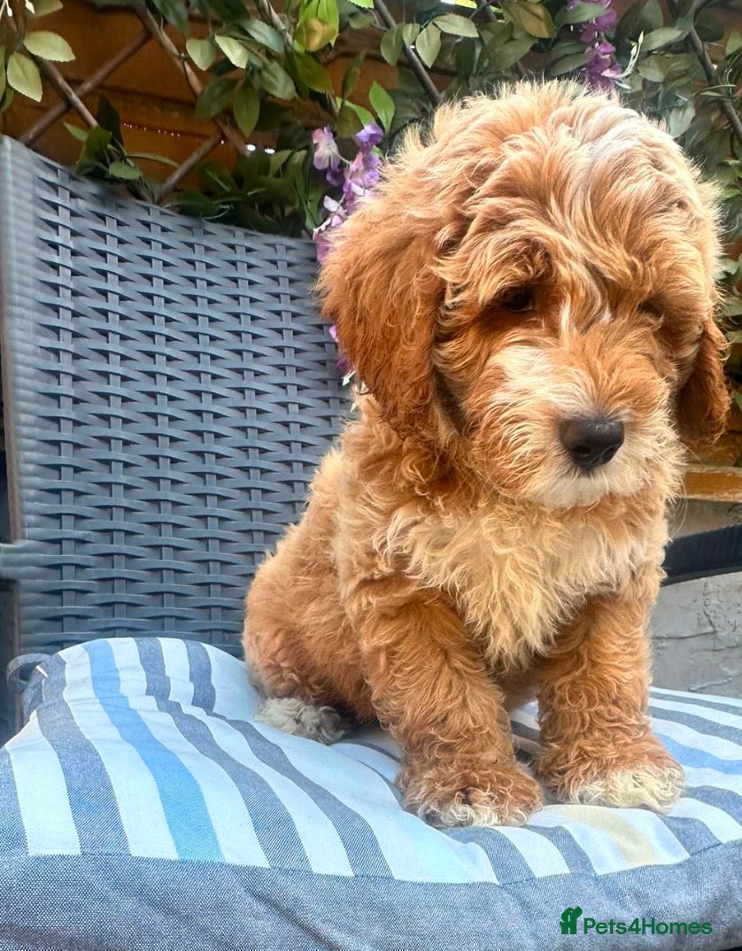 Australian Labradoodle dogs *2 boys ready now 🏡* Australian labradoddles - Advert 1