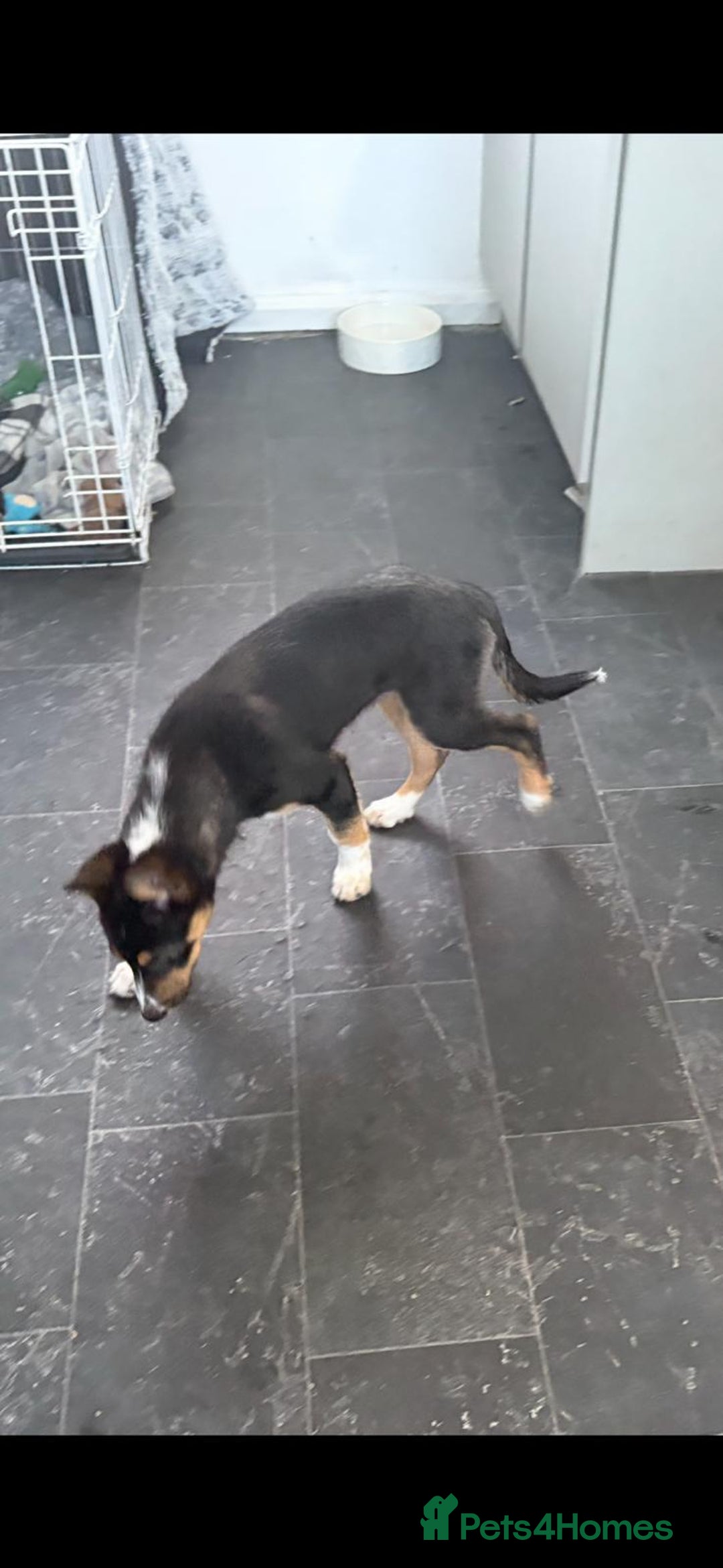 Border Collie dogs for sale: Male border collie  - Advert 3