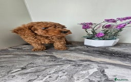 Toy Poodle dogs for sale: Beautiful Red Toy Poodle Puppies - Image 26