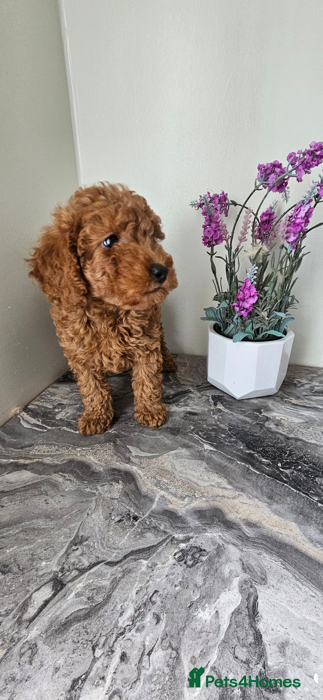 Toy Poodle dogs for sale: Beautiful Red Toy Poodle Puppies - Image 26