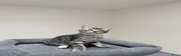 Bengal cats for sale: Bengal X READY NOW  - Advert 23