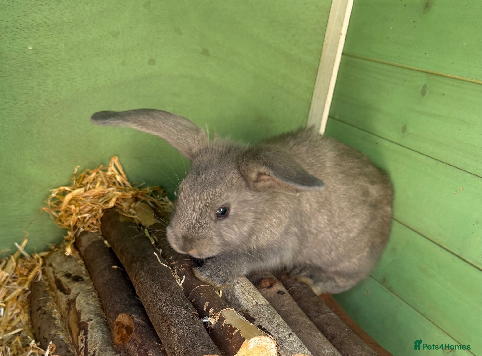 French Lop rabbits 1 Buck Left 🩶 French Lop x Continental Giant  - Advert 1