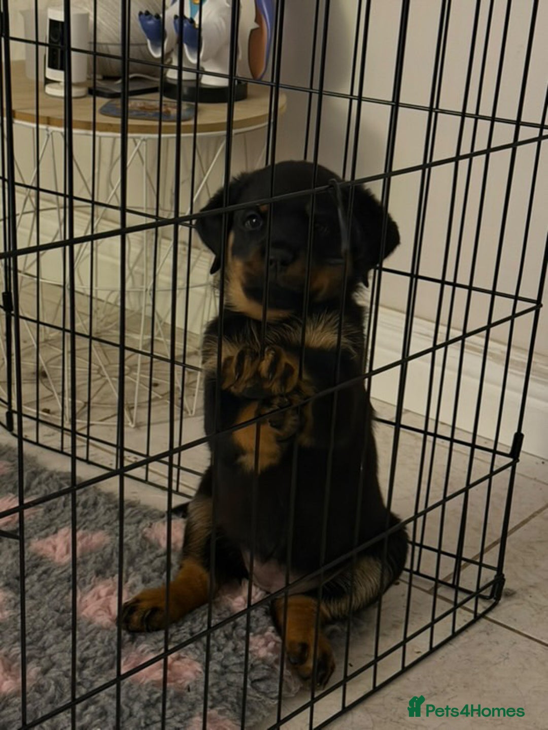 Rottweiler dogs for stud: Proven Health Tested Rottweiler Stud in Arrochar - Advert 10