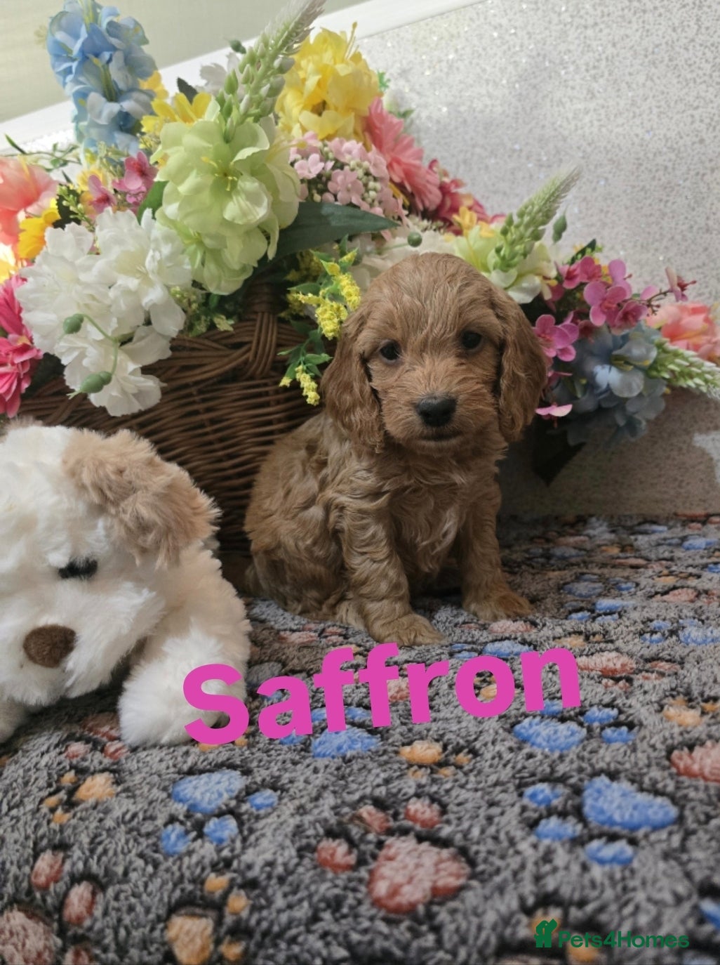 Cockapoo dogs Health tested cockerpoo F1 pups licensed Breeder  - Advert 5