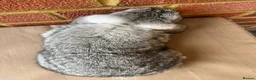 Mini Lop rabbits for sale: Chinchilla mini lop doe for re-homing - Advert 8