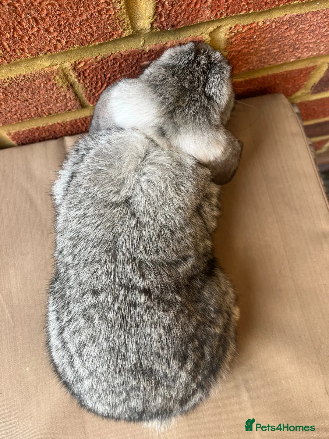 Mini Lop rabbits for sale: Chinchilla mini lop doe for re-homing - Advert 8