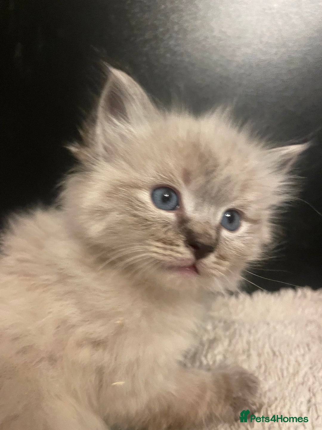 Ragdoll cats for sale: Lnyx male Ragdoll’s ready soon  - Advert 5