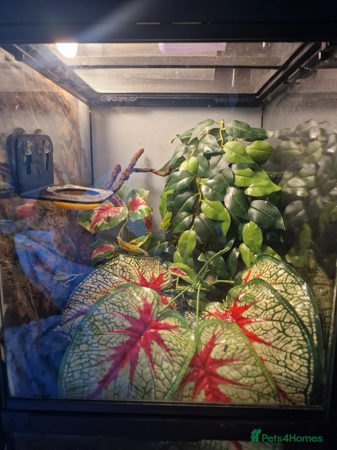 Gecko reptiles for sale: Two Adult Crested Geckos + Full Setups ✨ in Manchester - Advert 11