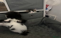 Mixed Breed cats for sale: Kittens for sale  - Image 8