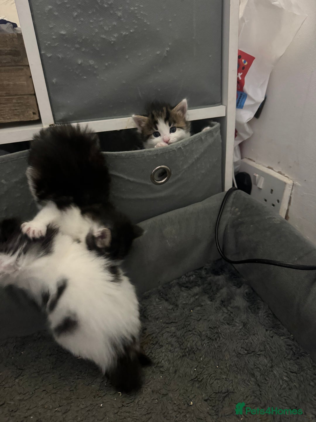 Mixed Breed cats for sale: Kittens for sale  - Image 8
