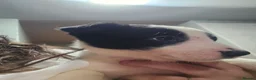 Border Collie dogs for sale: READY NOW - 2 MALE Border Collie Pups left - Advert 32