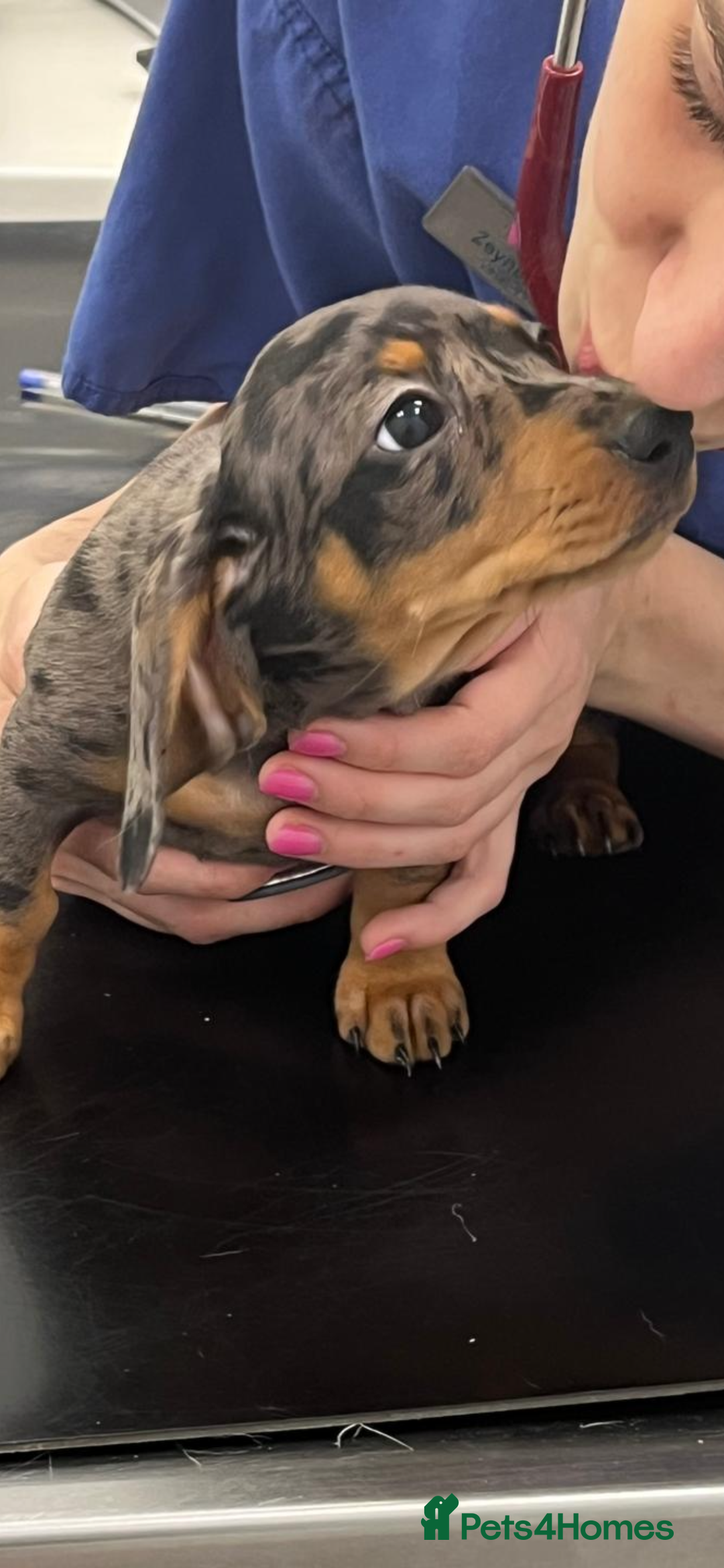 Miniature Dachshund dogs for sale: Miniature Daschund KC. PRA-OI-CRD-PRA-NCL - Image 40