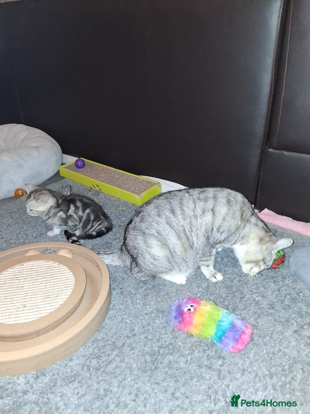 Bengal cats for sale: 1 Bengal boy  1 brown tabby boy - Advert 9