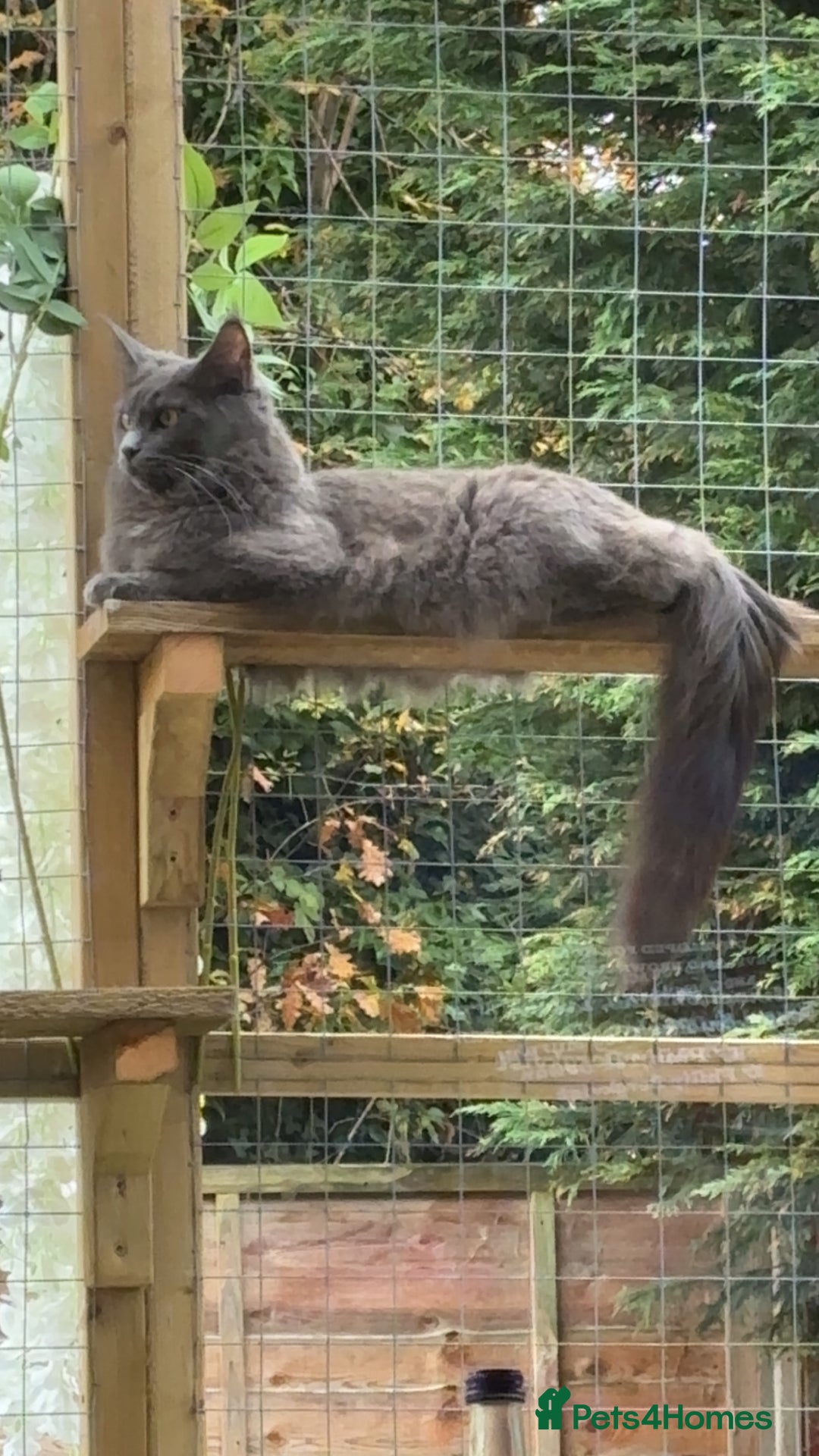 Maine Coon cats for sale: Mainecoon kittens  - Advert 11