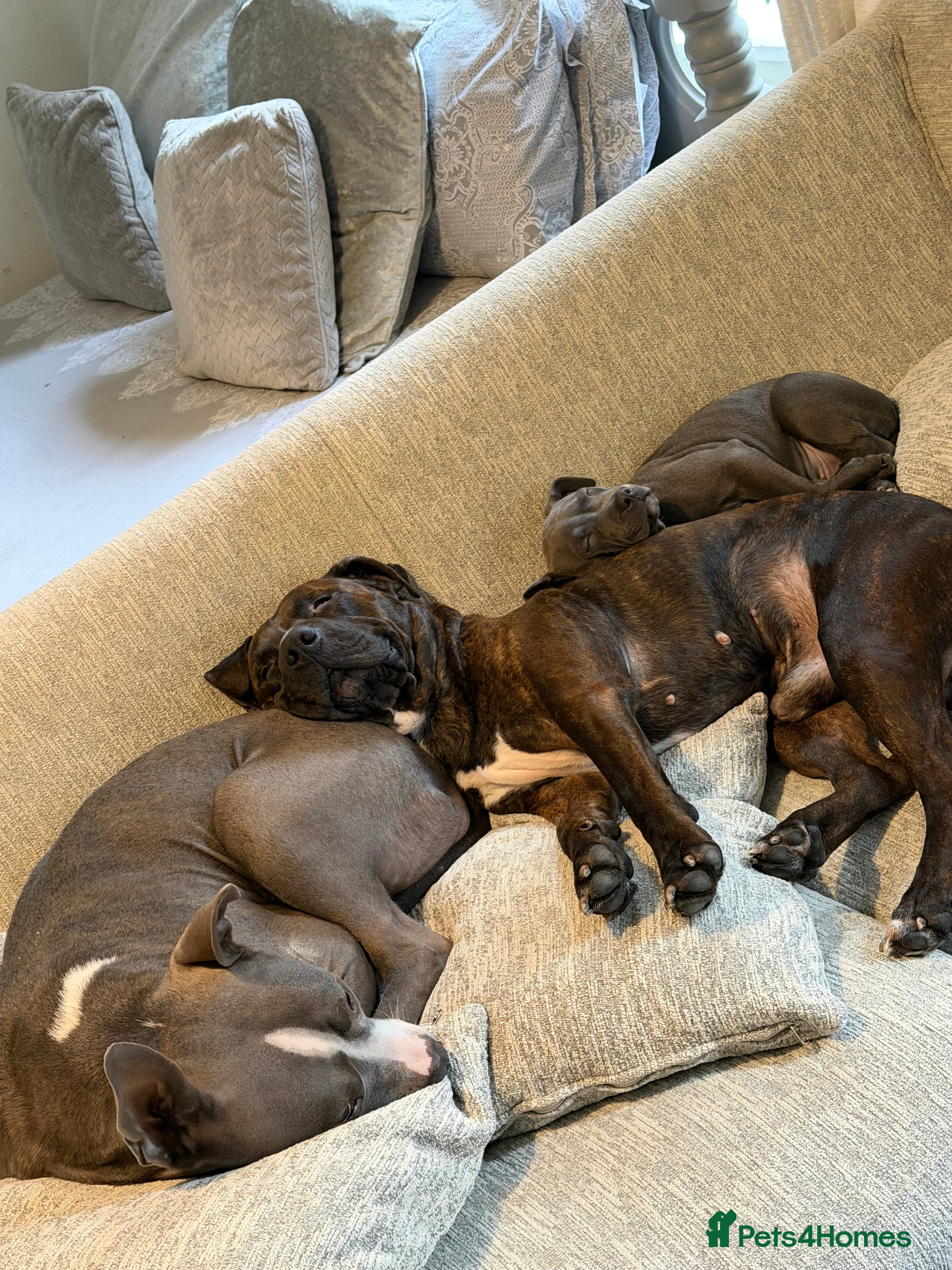 Mixed Breed dogs Last puppy left  - Advert 1