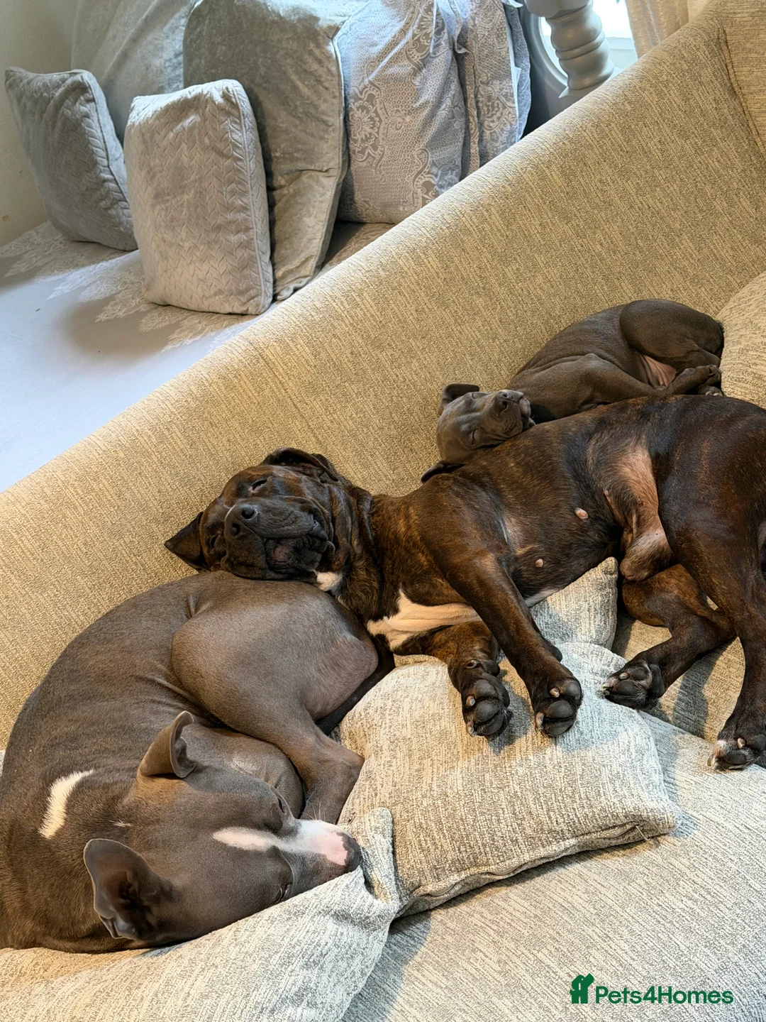 Mixed Breed dogs for sale: Amercian Staff Mix 10 weeks  - Advert 1