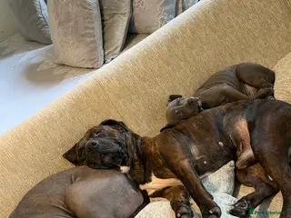 Mixed Breed dogs Last puppy left - Advert 1