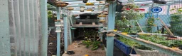 Canaries birds for sale: Male & Female Canaries for sale - Advert 16
