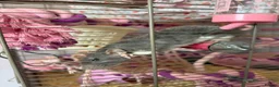 Rat rodents for sale: Three Female Rats  in Wirral - Advert 3