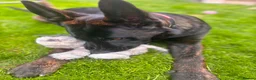 Belgian Shepherd Dog dogs for sale: Dutch shepherd  in Sheffield - Advert 8