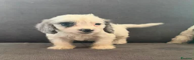 Cockapoo 7