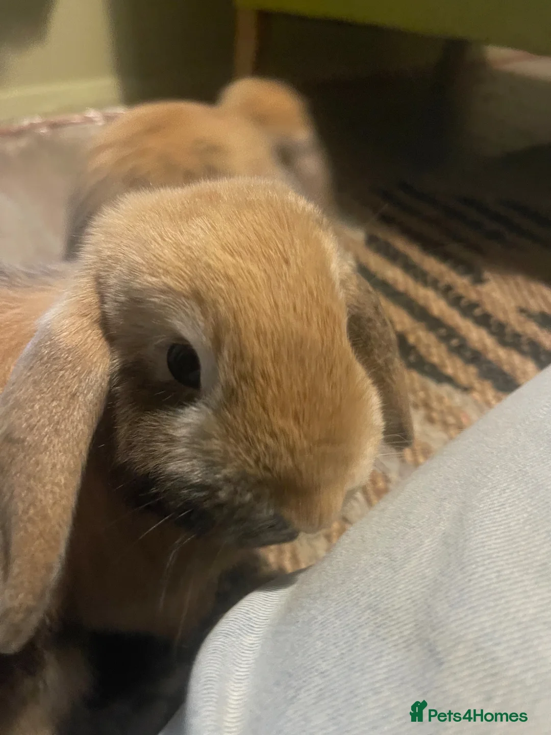Mini Lop rabbits for sale: Two friendly lovely male mini lops  - Advert 19