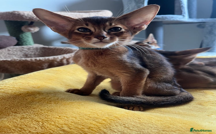 Abyssinian cats - Advert 3