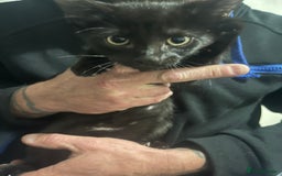 Mixed Breed cats for sale: 4 kittens for sale  - Image 2