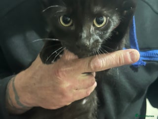 Mixed Breed cats - Advert 20