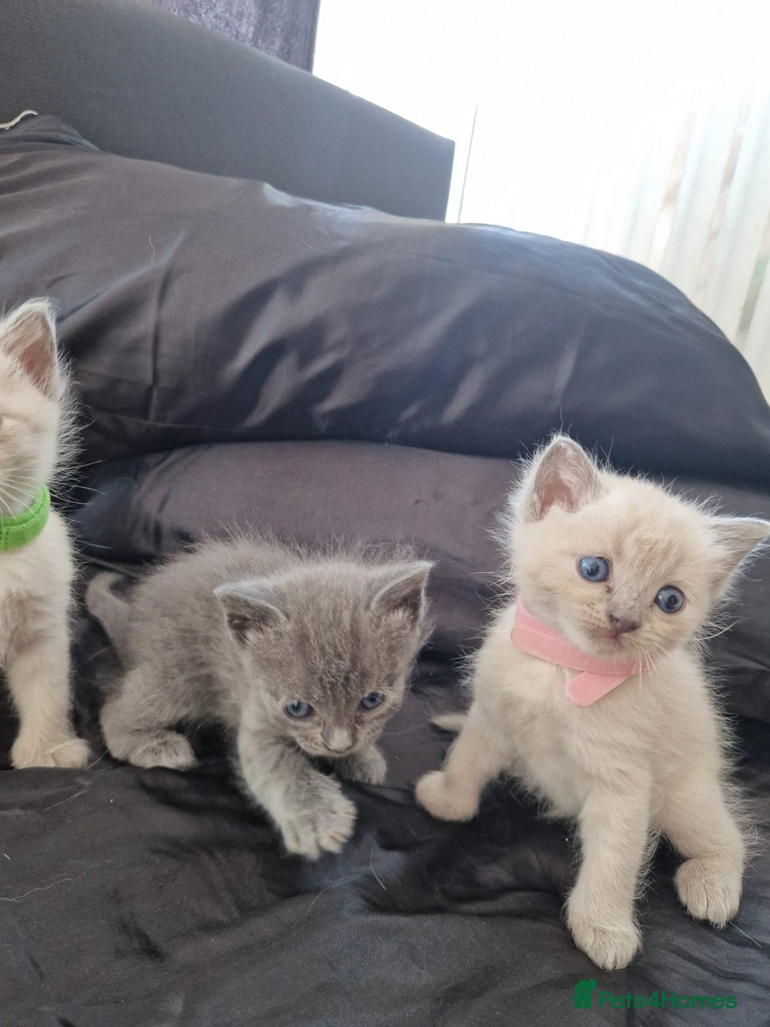 Ragdoll cats for sale: Ragrex kittens for sale  - Image 8