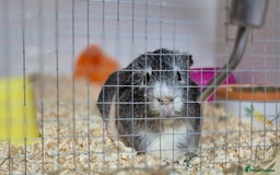 Guinea Pig rodents for sale: Tom & Jerry Guinea pigs - Image 4