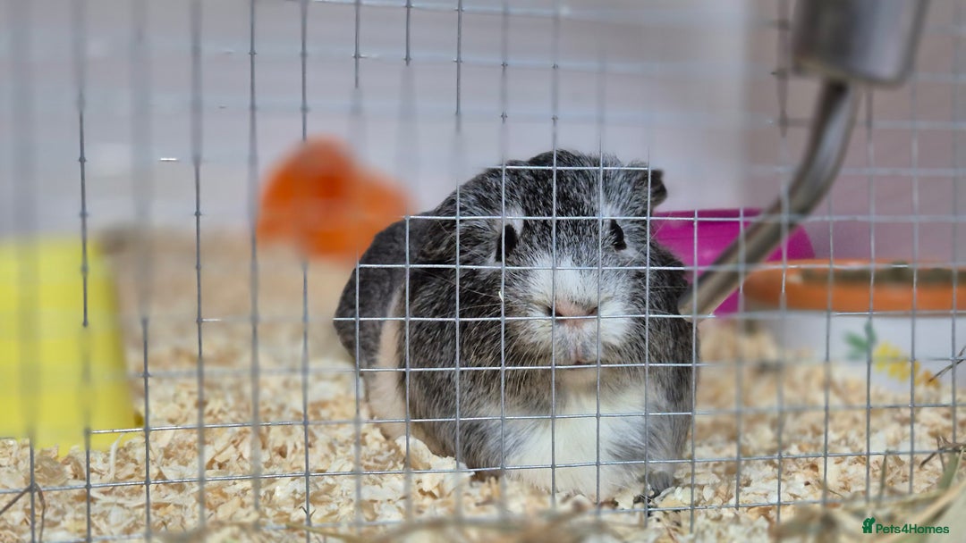 Guinea Pig rodents for sale: Tom & Jerry Guinea pigs - Image 4