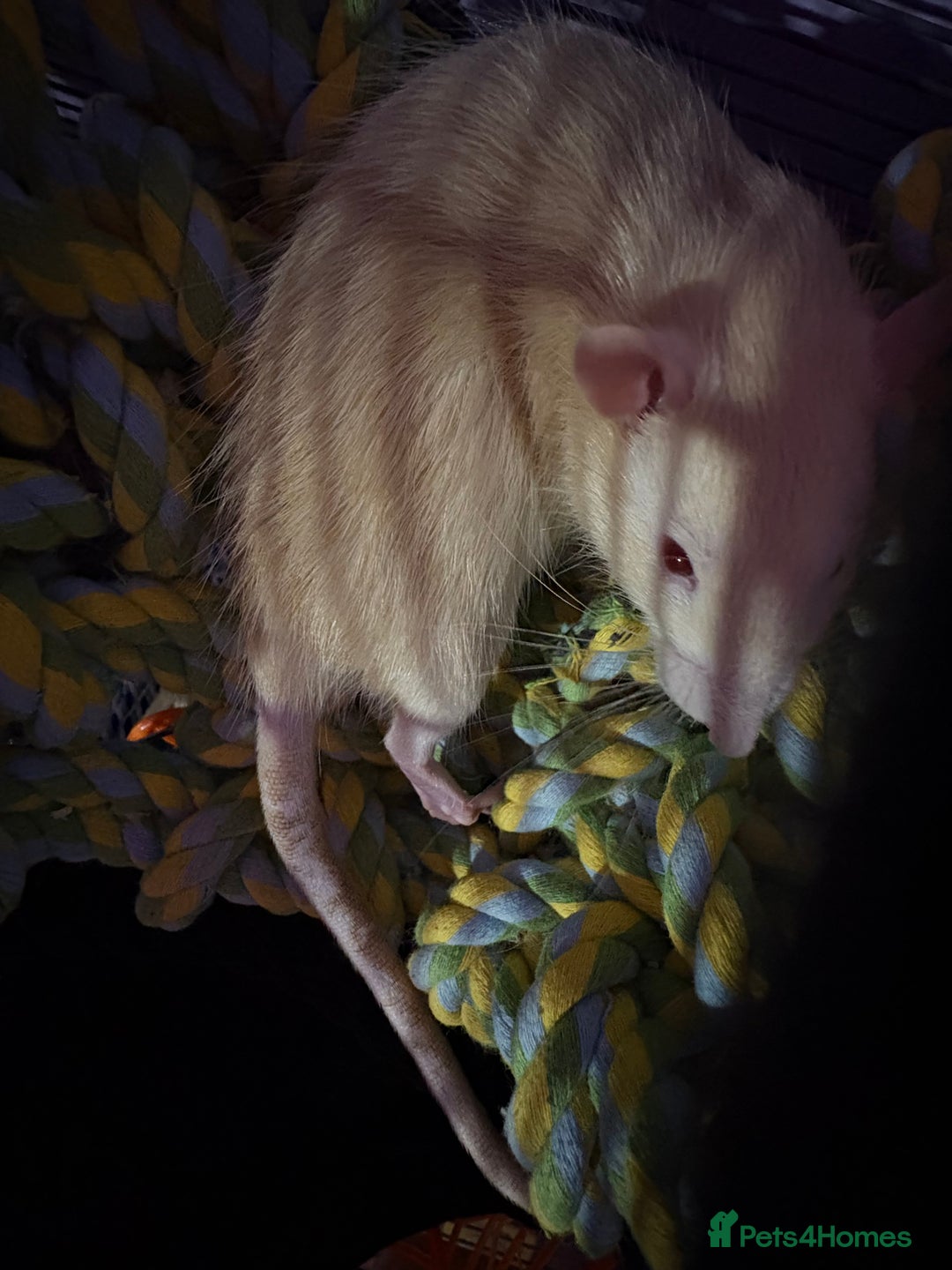 Rat rodents for sale: Rat available - Image 5