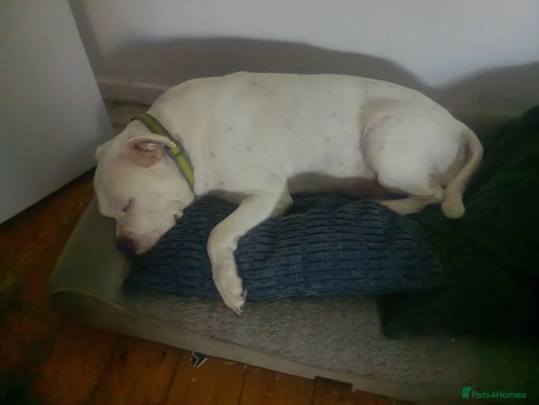 Staffordshire Bull Terrier dogs for sale: Staffordshire bull terrier  - Advert 3