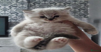 Ragdoll cats - Advert 1