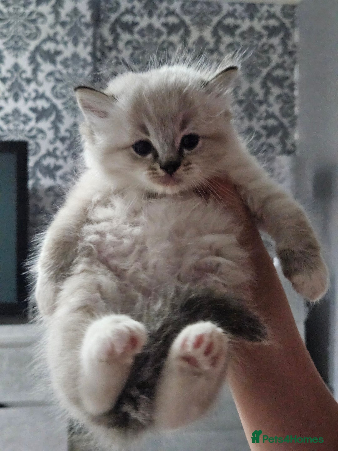Ragdoll cats for sale: Tica registeeed tabby bicolour ragdolls - Image 3