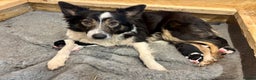 Border Collie dogs for sale: Adorable Collie Pups available raised with Love! - Advert 2