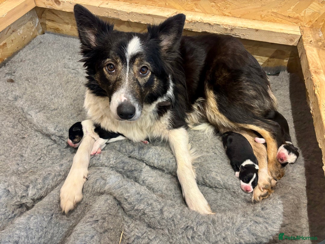 Border Collie dogs for sale: Adorable Collie Pups available raised with Love! - Advert 2