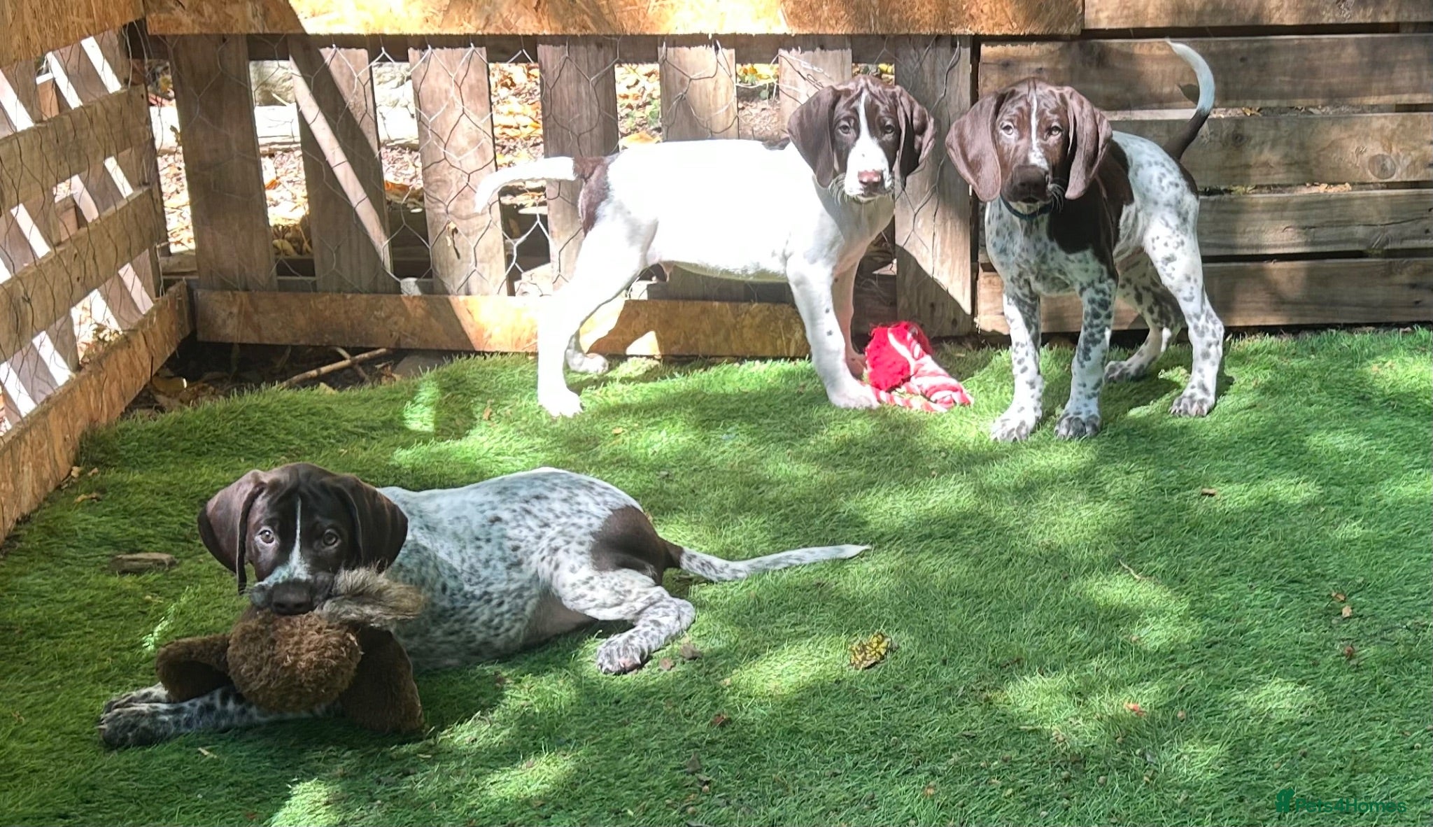 German Shorthaired Pointer dogs KC Ready to Leave (3 BOYS LEFT) GSP puppies  - Advert 1