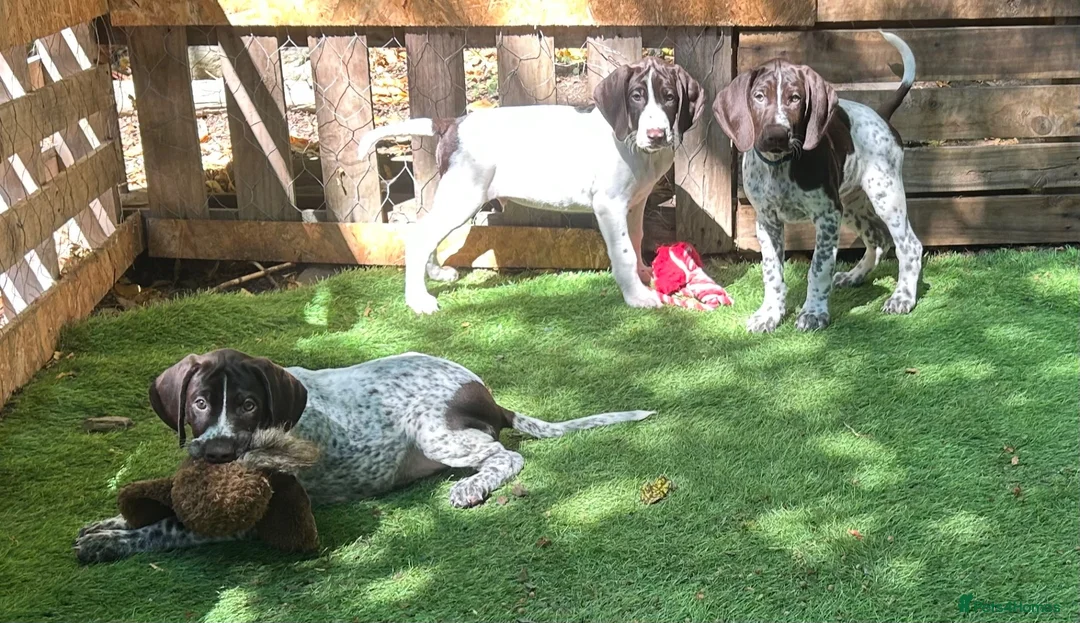 German Shorthaired Pointer dogs for sale: KC Ready to Leave (3 BOYS LEFT) GSP puppies  - Advert 1