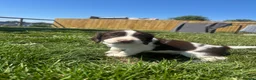 English Springer Spaniel dogs for sale: KC Reg Male Springer Spaniel pups  - Advert 9