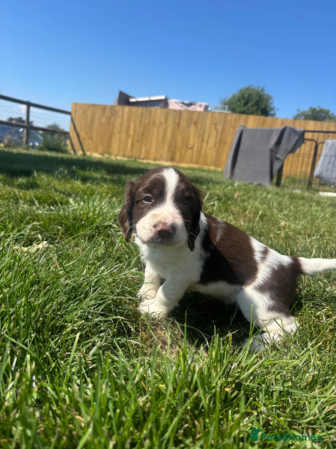 English Springer Spaniel dogs for sale: KC Reg Male Springer Spaniel pups  - Advert 9