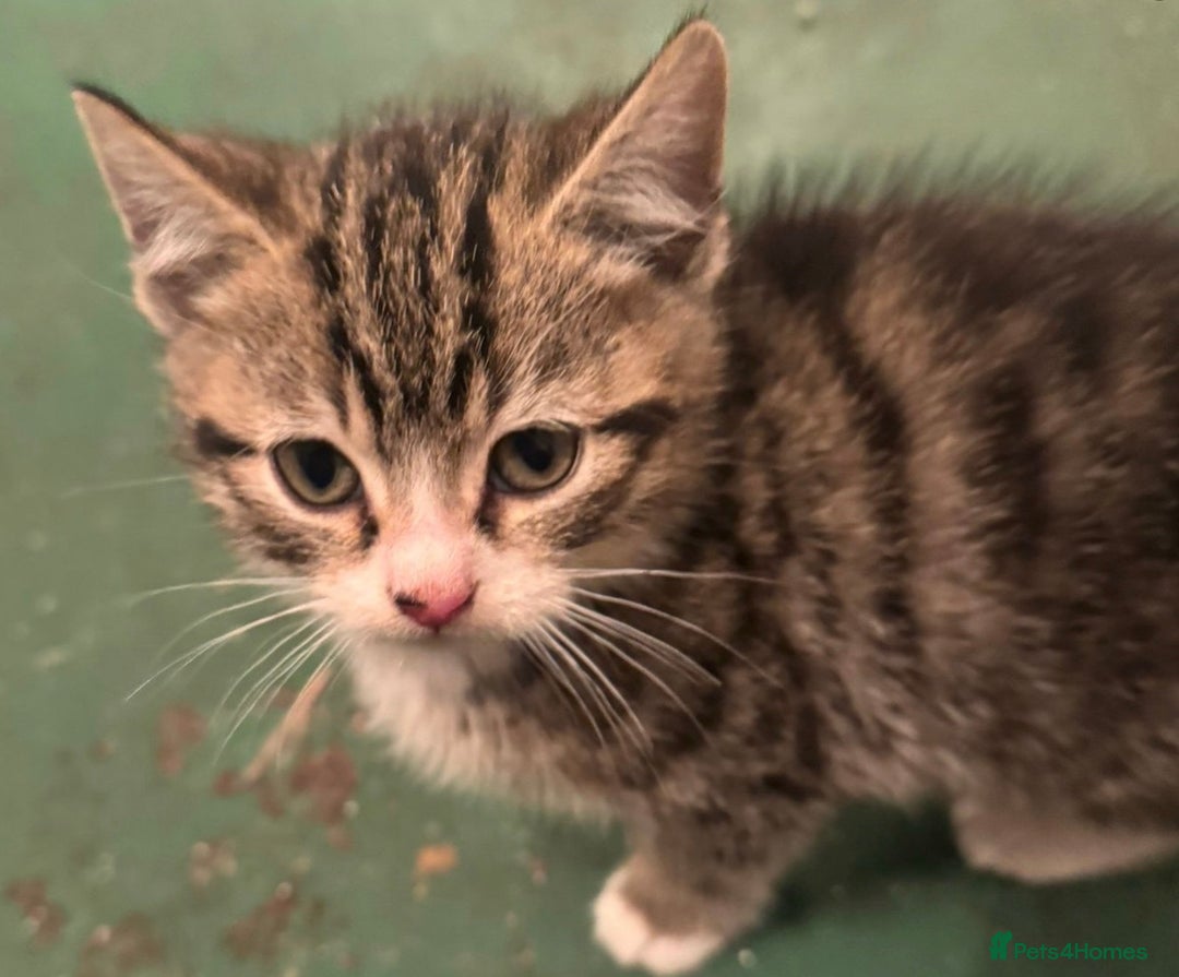 Mixed Breed cats for sale: 5 Little Furballs Looking For Loving Homes😻😻 - Advert 15